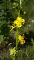 agrimony